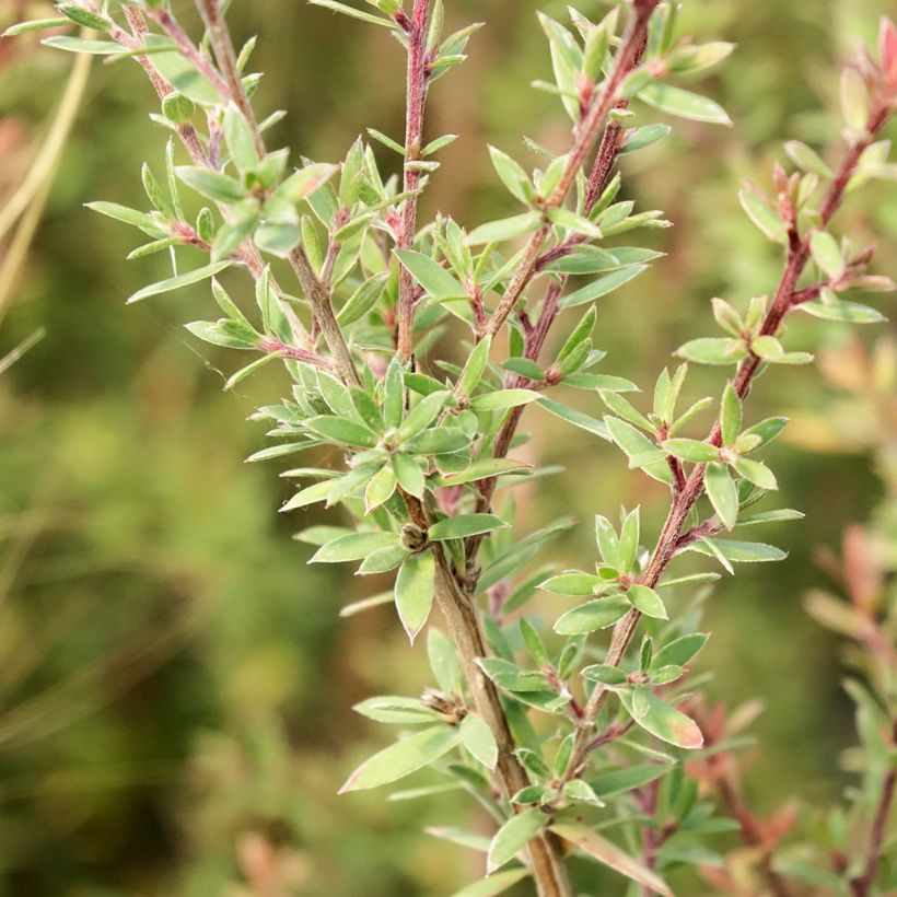 Leptospermum scoparium Snow Flurry (Foliage)