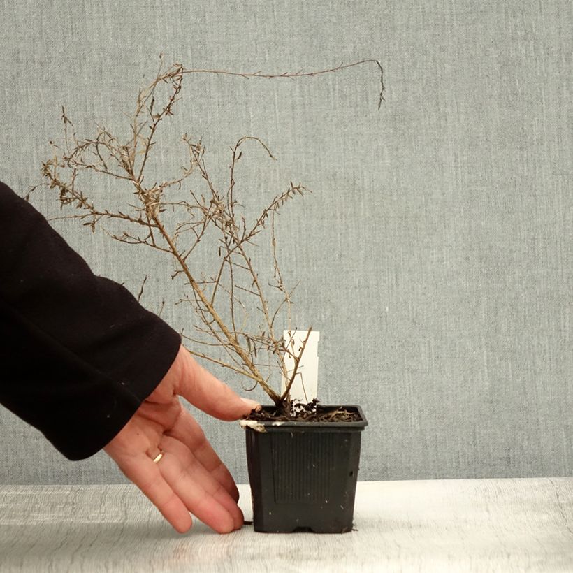 Leptospermum scoparium Snow Flurry 8/9 cm pot sample as delivered in autumn