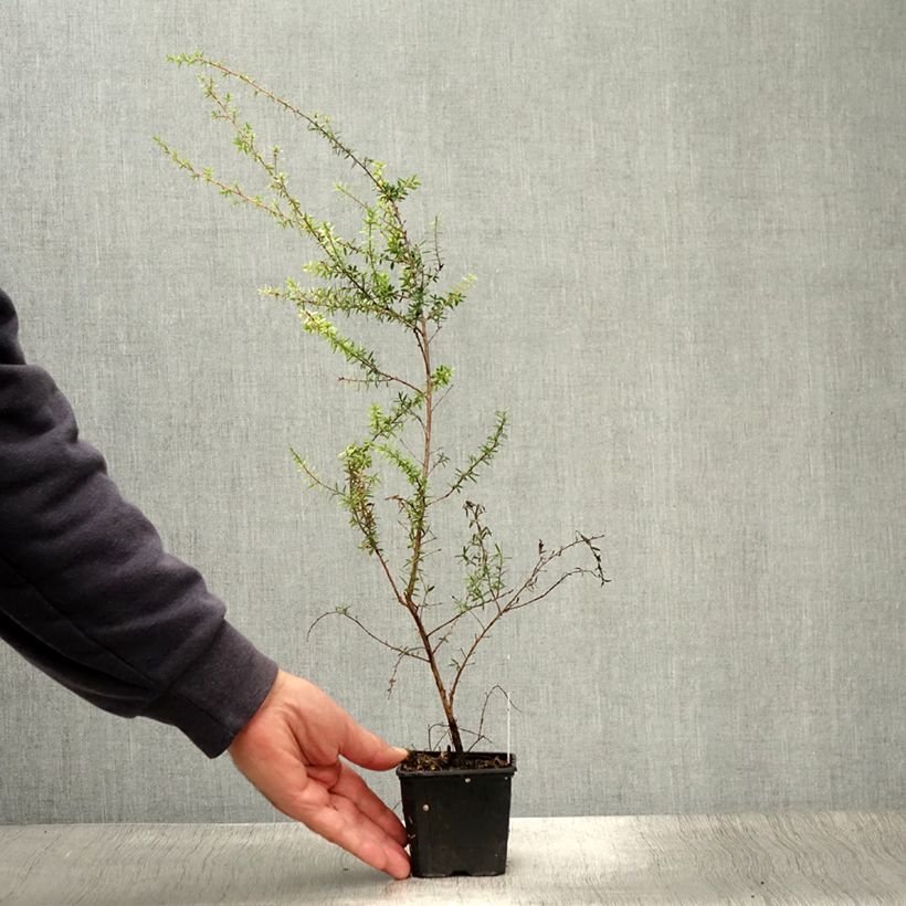 Leptospermum scoparium Snow Flurry sample as delivered in summer