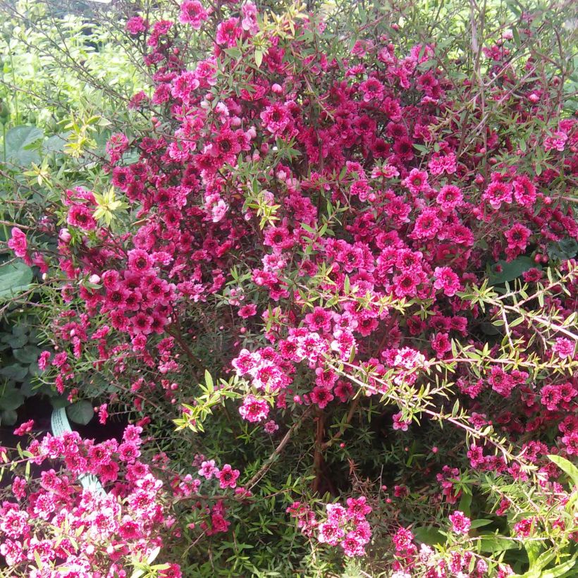 Leptospermum scoparium Wiri Kerry - Tea-tree (Plant habit)