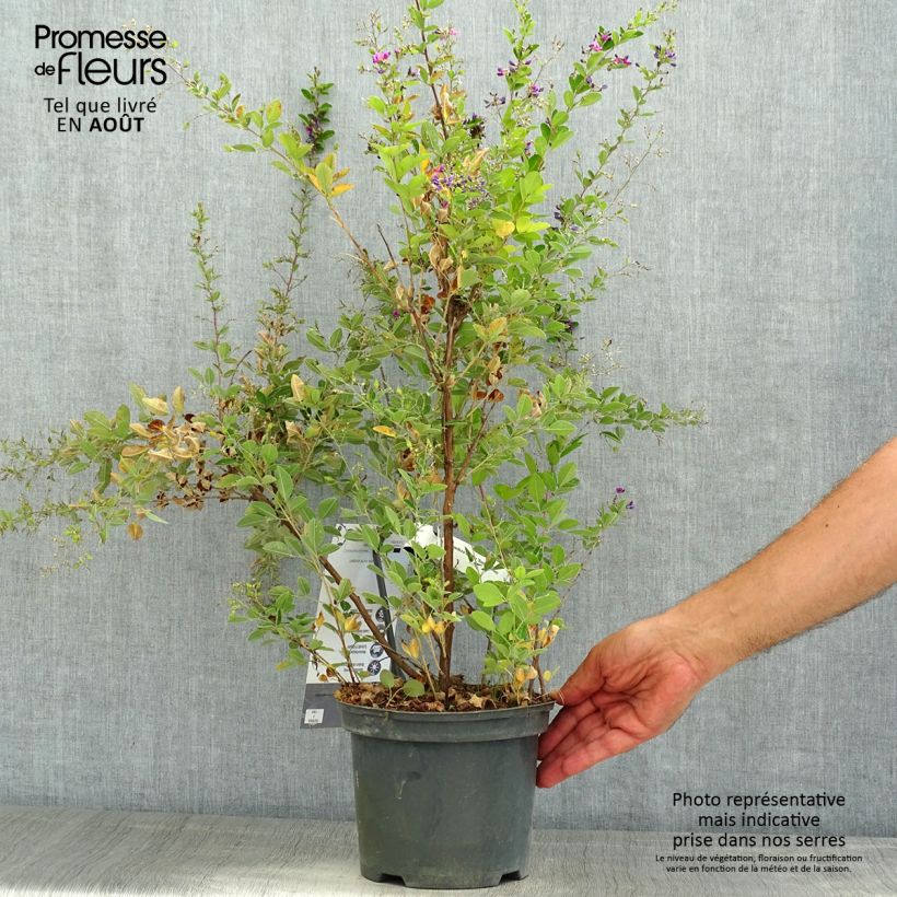 Lespedeza bicolor Summer Beauty - Trèfle en arbre  Pot de 3L/4L sample as delivered in summer