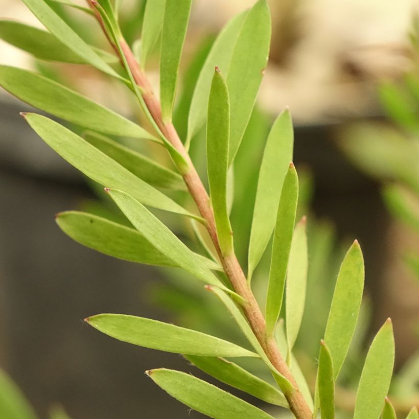 Leucadendron salignum Cheeky - Conebush (Foliage)