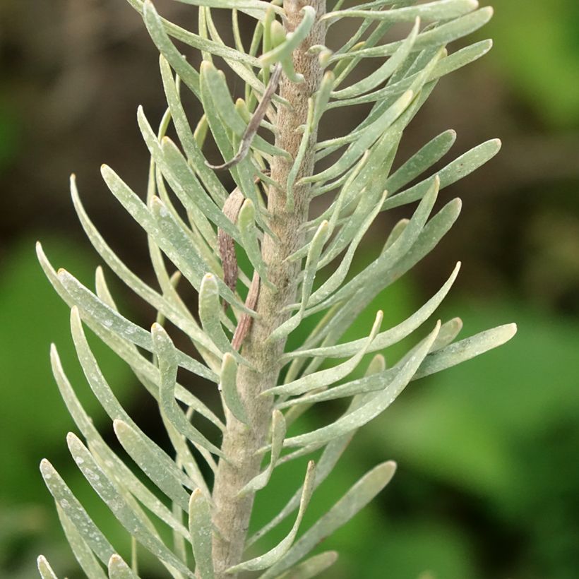 Leucadendron galpinii Carlin - Conebush (Foliage)