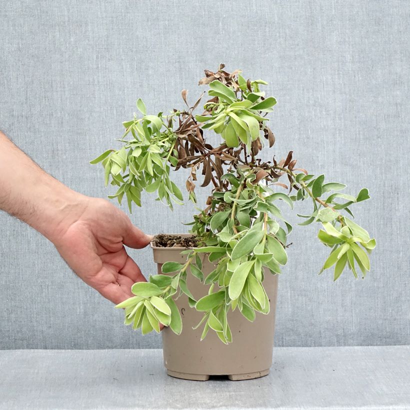 Leucadendron salignum x laureolum Safari Goldstrike - Conebush 3L/4L pot sample as delivered in summer
