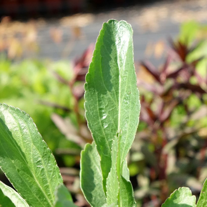 Leucanthemum superbum Polaris - Shasta Daisy (Foliage)