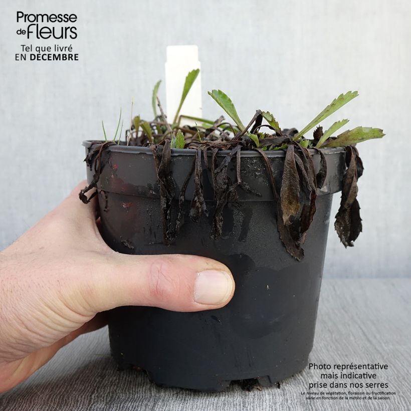 Leucanthemum Petite Princesse d'Argent - Shasta Daisy 2L/3L pot sample as delivered in autumn