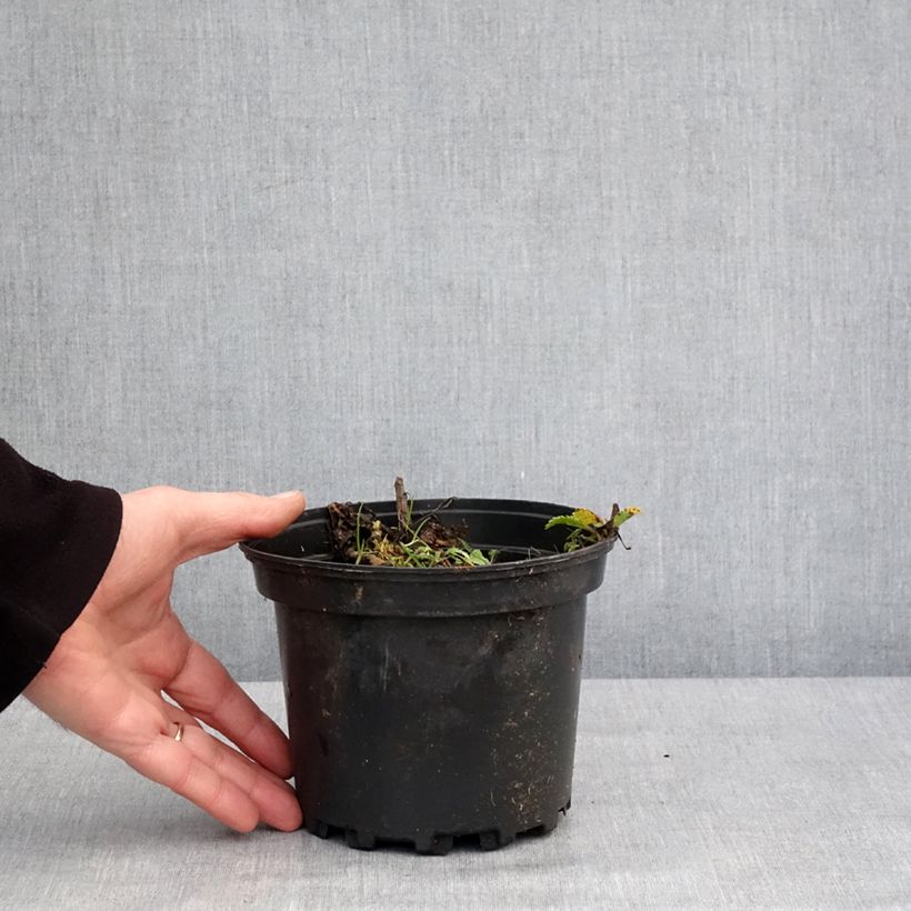 Leucanthemum Petite Princesse d'Argent - Shasta Daisy 2L/3L pot sample as delivered in winter