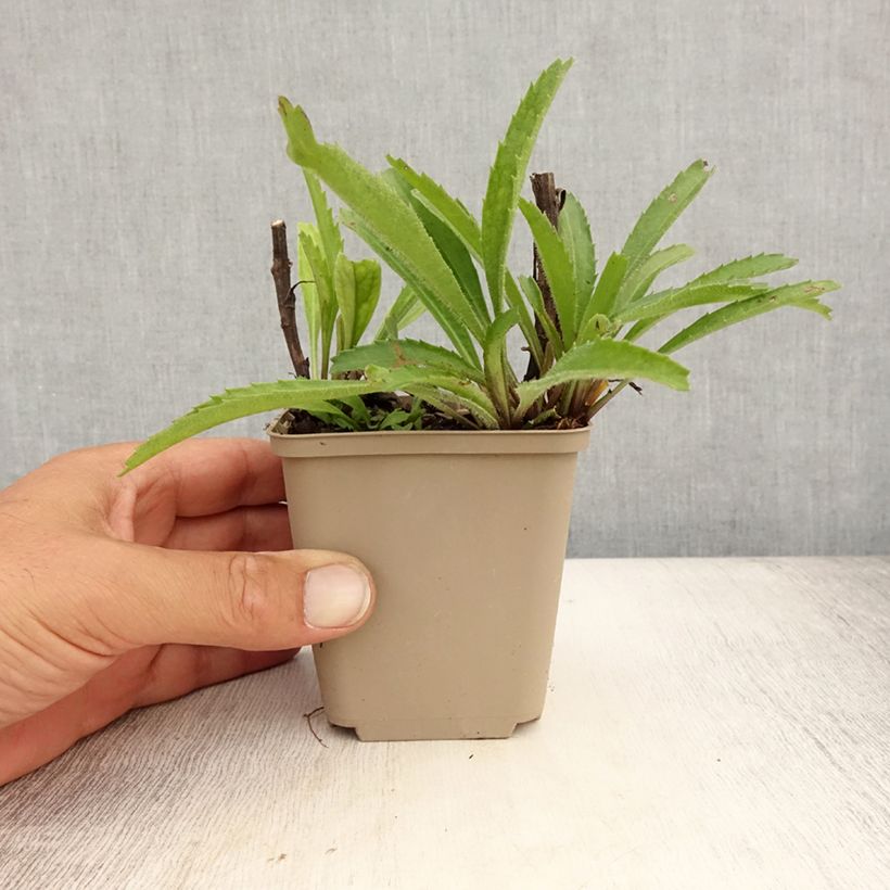 Leucanthemum superbum Real Neat - Shasta Daisy 8/9 cm pot sample as delivered in summer