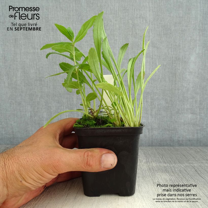 Leucanthemum superbum Shapcott Gossamer - Shasta Daisy 8/9 cm pot sample as delivered in summer
