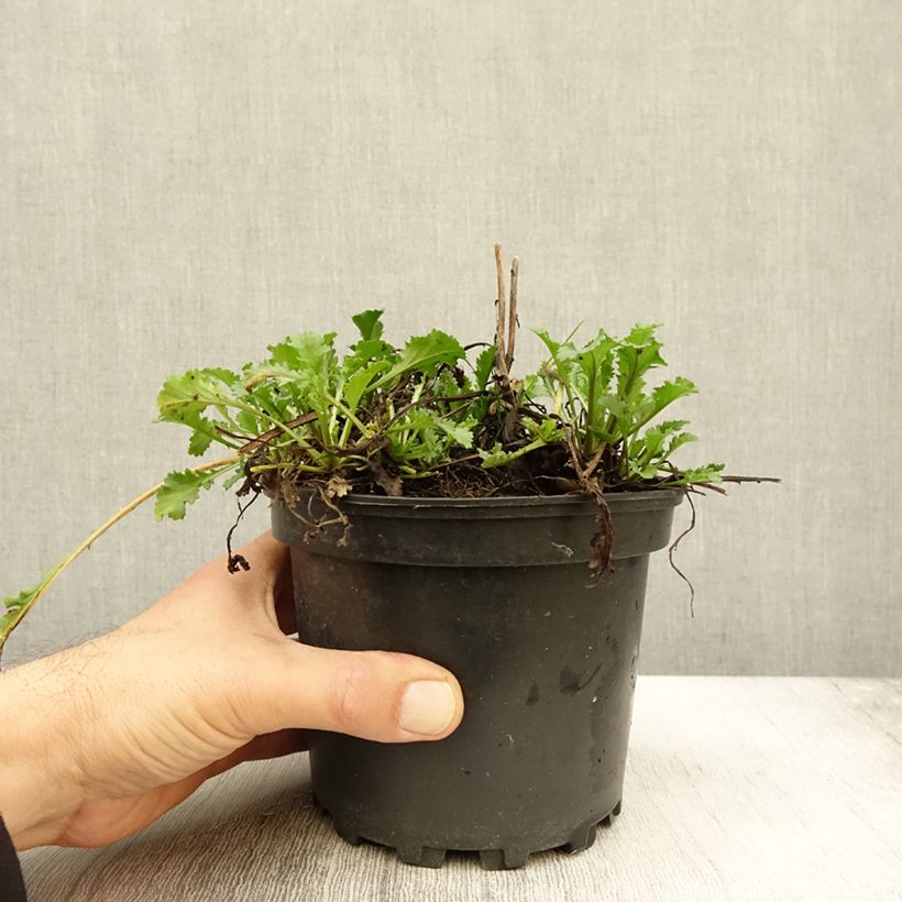 Leucanthemum superbum Becky - Grande marguerite en pot de 2L/3L sample as delivered in autumn