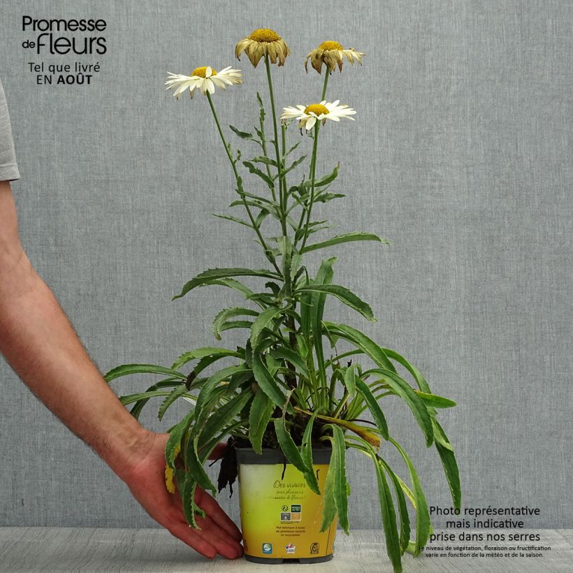 Leucanthemum superbum Broadway Lights - Shasta Daisy 2L/3L pot sample as delivered in summer