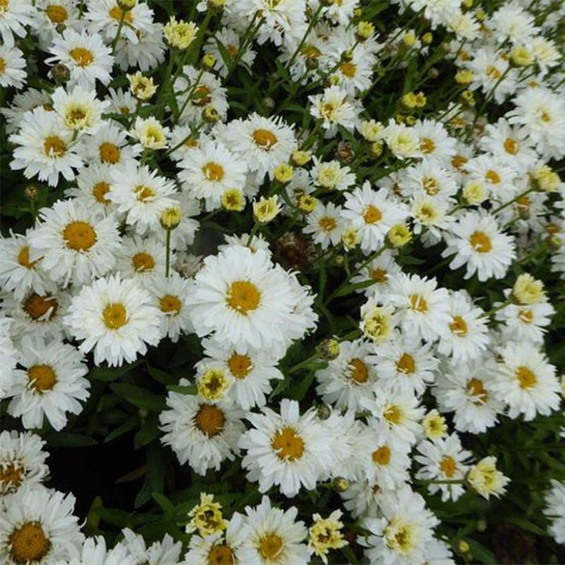 Leucanthemum superbum Freak - Shasta Daisy (Flowering)