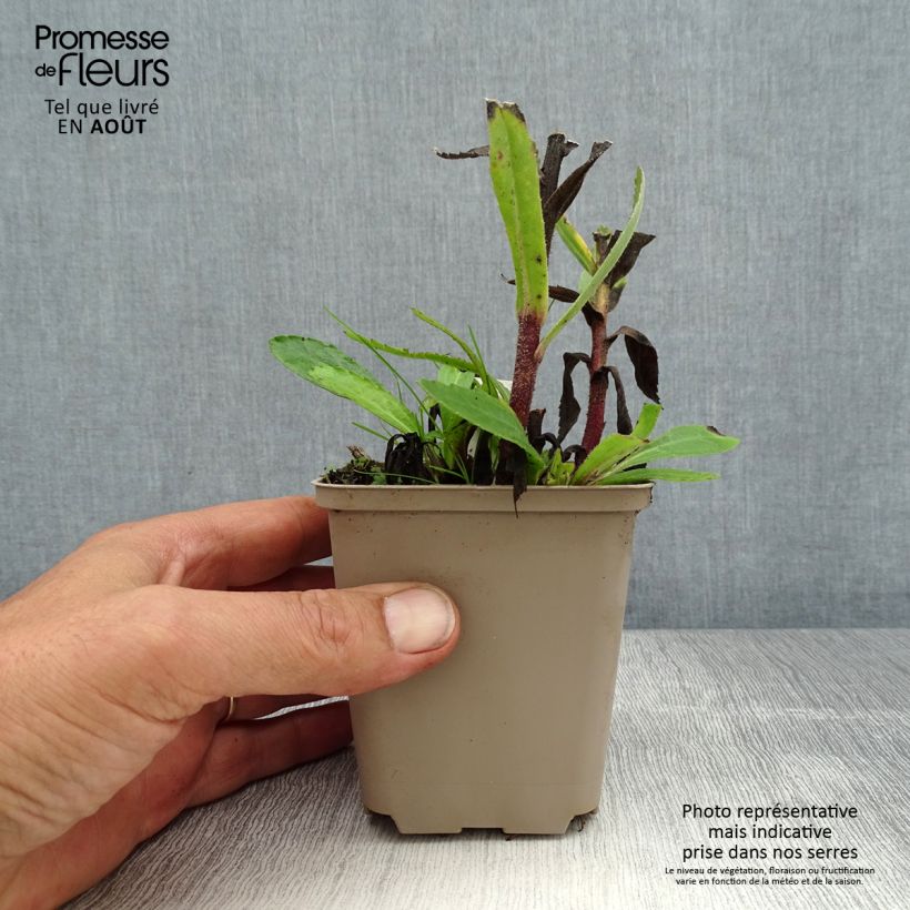Leucanthemum superbum Luna - Shasta Daisy 8/9 cm pot sample as delivered in summer
