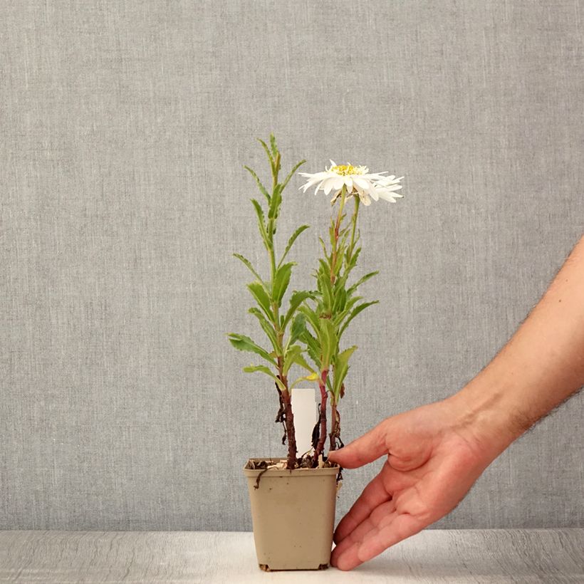 Leucanthemum superbum Real Glory - Shasta Daisy 8/9 cm pot sample as delivered in summer
