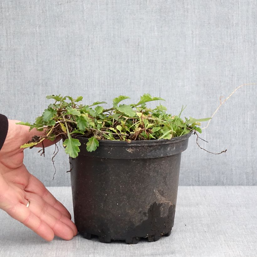 Leucanthemum vulgare Maikonigin - Marguerite Reine de Mai en pot de 2L/3L sample as delivered in winter