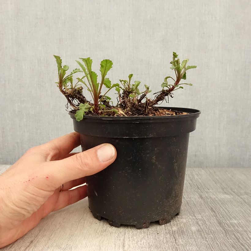 Leucanthemum vulgare Maikonigin - Marguerite Reine de Mai en pot de 2L/3L sample as delivered in spring