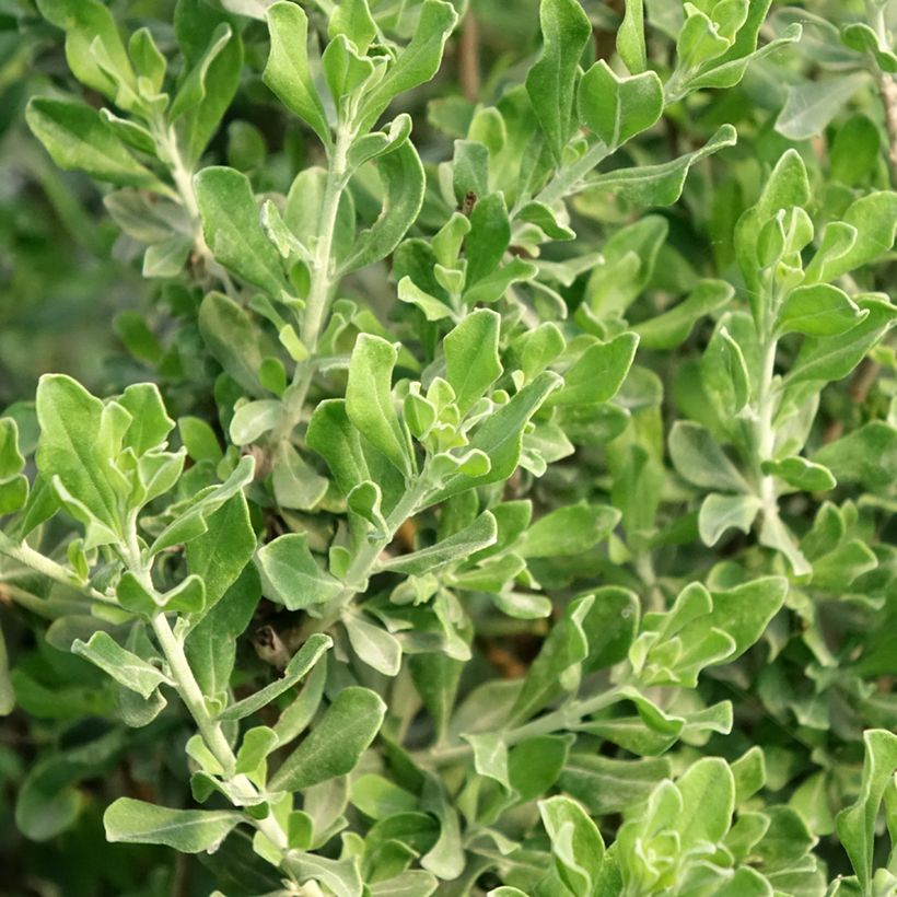 Leucophyllum langmaniae (Foliage)