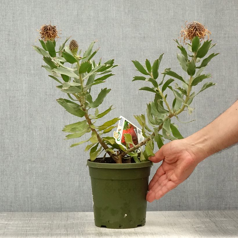 Leucospermum Ayoba Red - Pelote d'épingles Rouge Pot de 2L/3L sample as delivered in spring