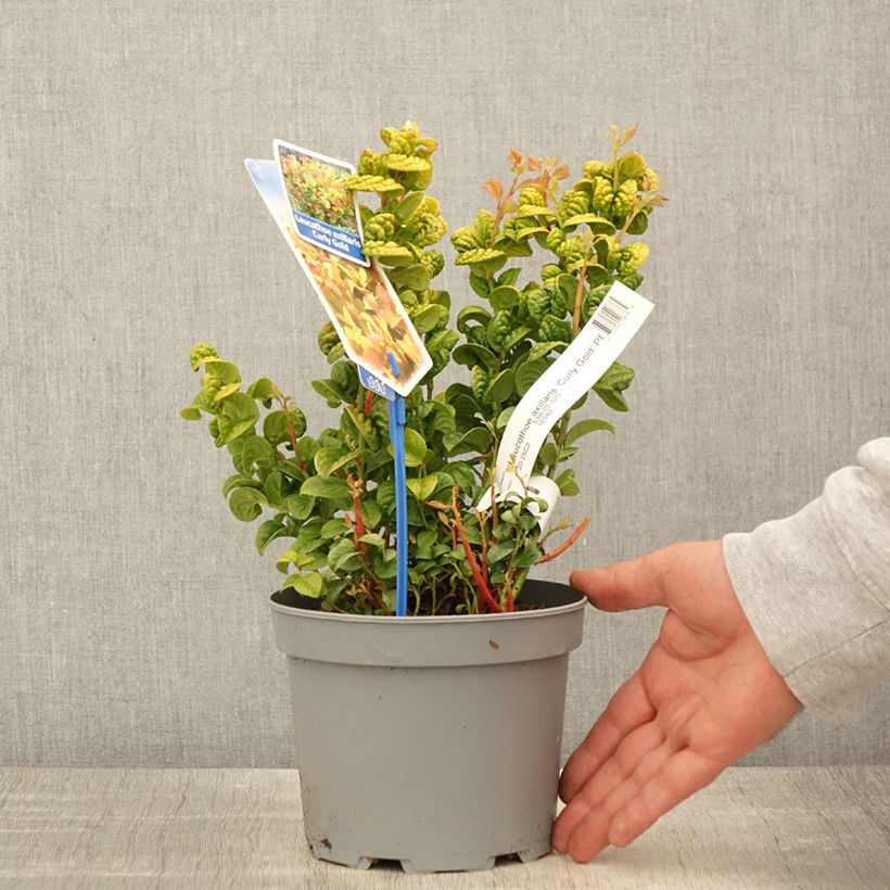 Leucothoe axillaris Curly Gold Pot de2L/3L sample as delivered in spring
