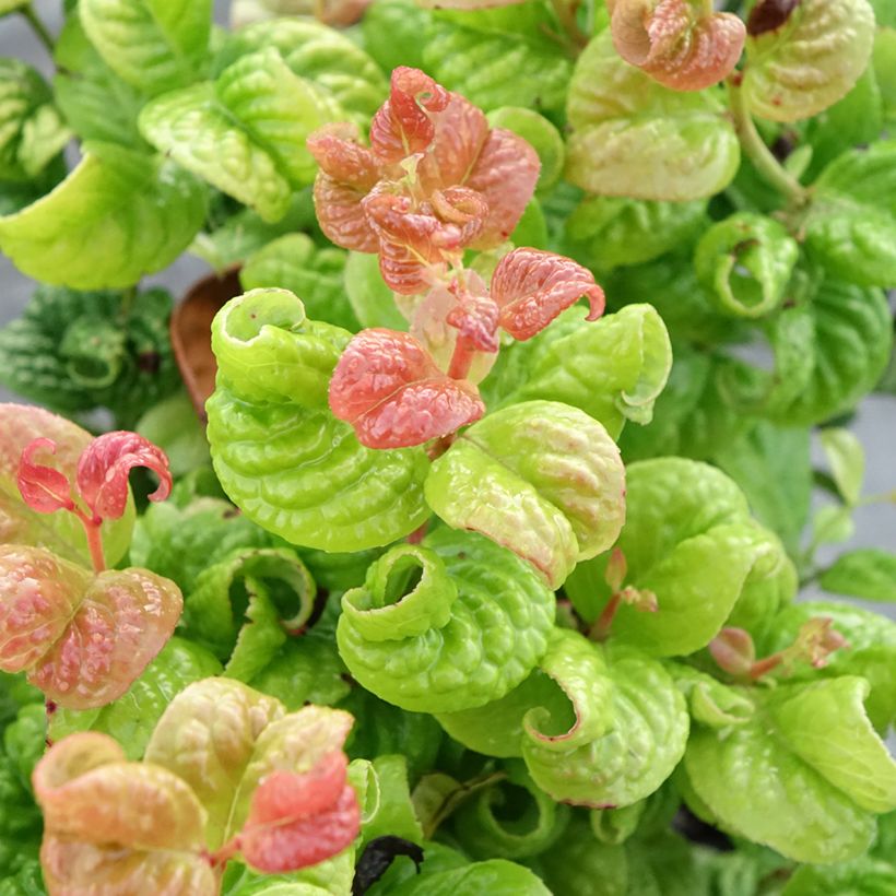 Leucothoe axillaris Curly Gold (Foliage)