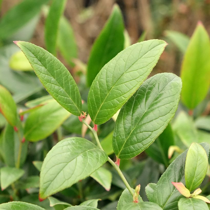 Leucothoe axillaris Red Lips (Foliage)