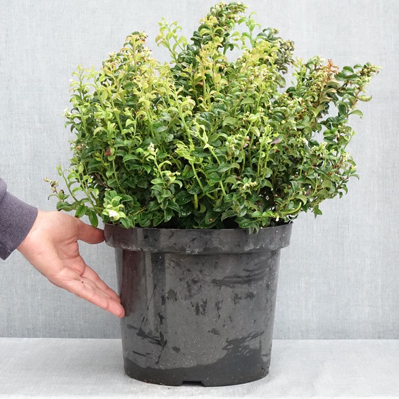Leucothoe axillaris Twisting Red - Dog hobble 7.5L/10L pot sample as delivered in spring