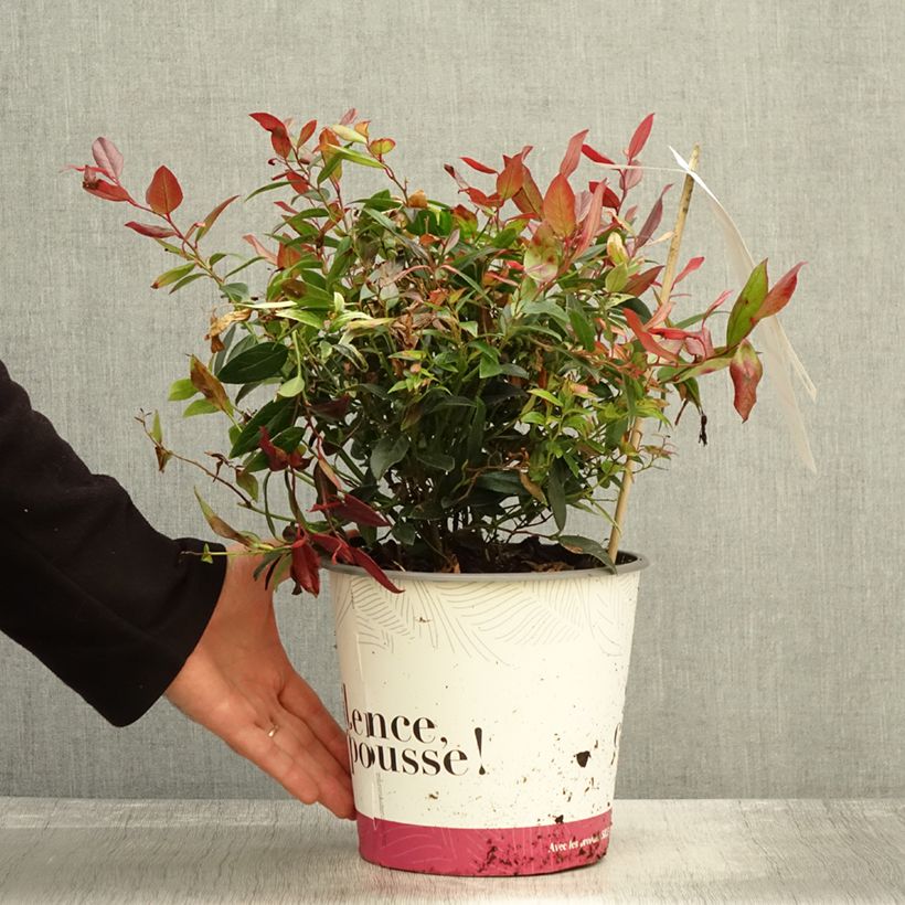 Leucothoe fontanesiana Color Diamond 4L/5L pot sample as delivered in autumn