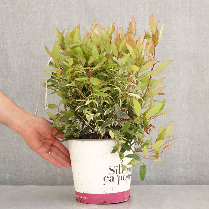 Leucothoe fontanesiana Color Diamond 4L/5L pot sample as delivered in summer