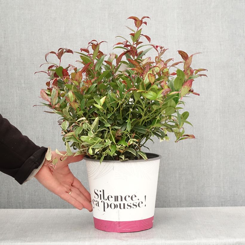 Leucothoe fontanesiana Color Diamond Pot de 4L/5L sample as delivered in spring
