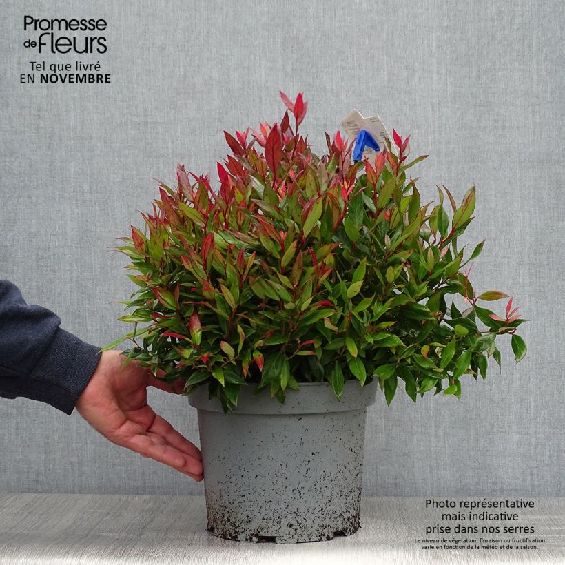 Leucothoe fontanesiana Little Flames Pot de 4L/5L sample as delivered in autumn