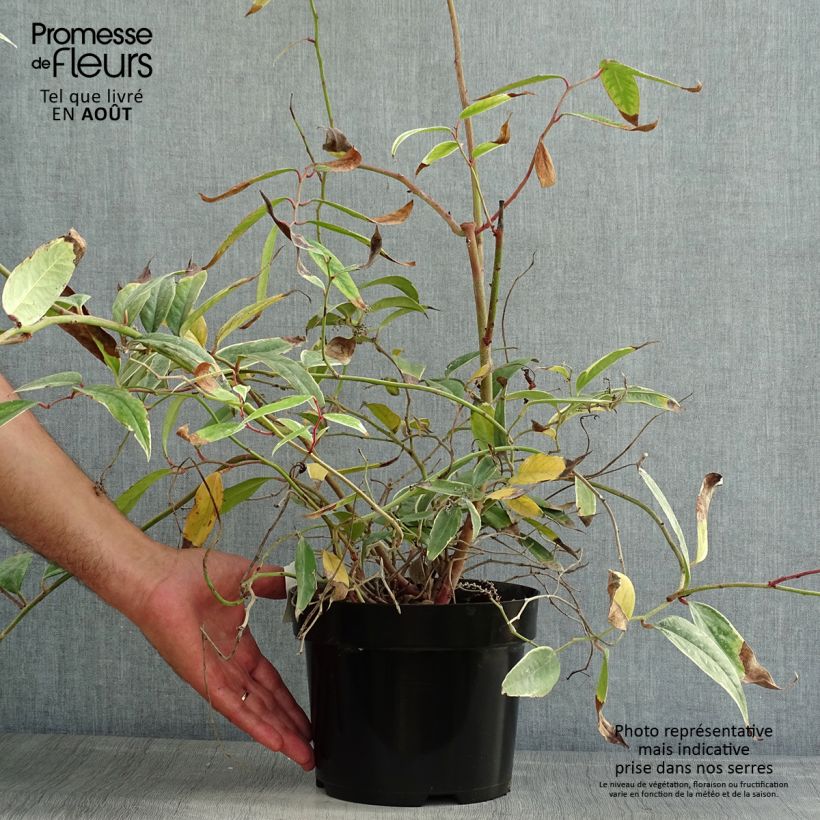 Leucothoe fontanesiana Whitewater 2L/3L pot sample as delivered in summer