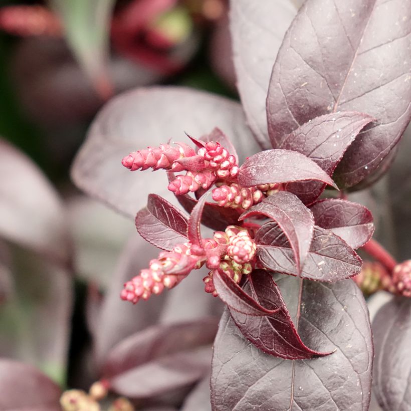 Leucothoe fontanesiana Dark Diamond (Flowering)