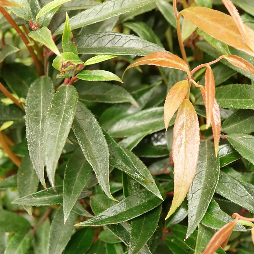 Leucothoe keiskei Burning Love (Foliage)