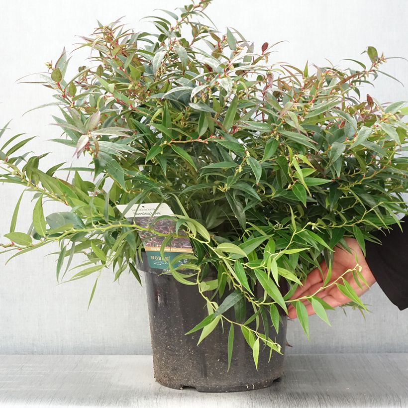 Leucothoe keiskei Burning Love Pot de 7,5L/10L sample as delivered in spring