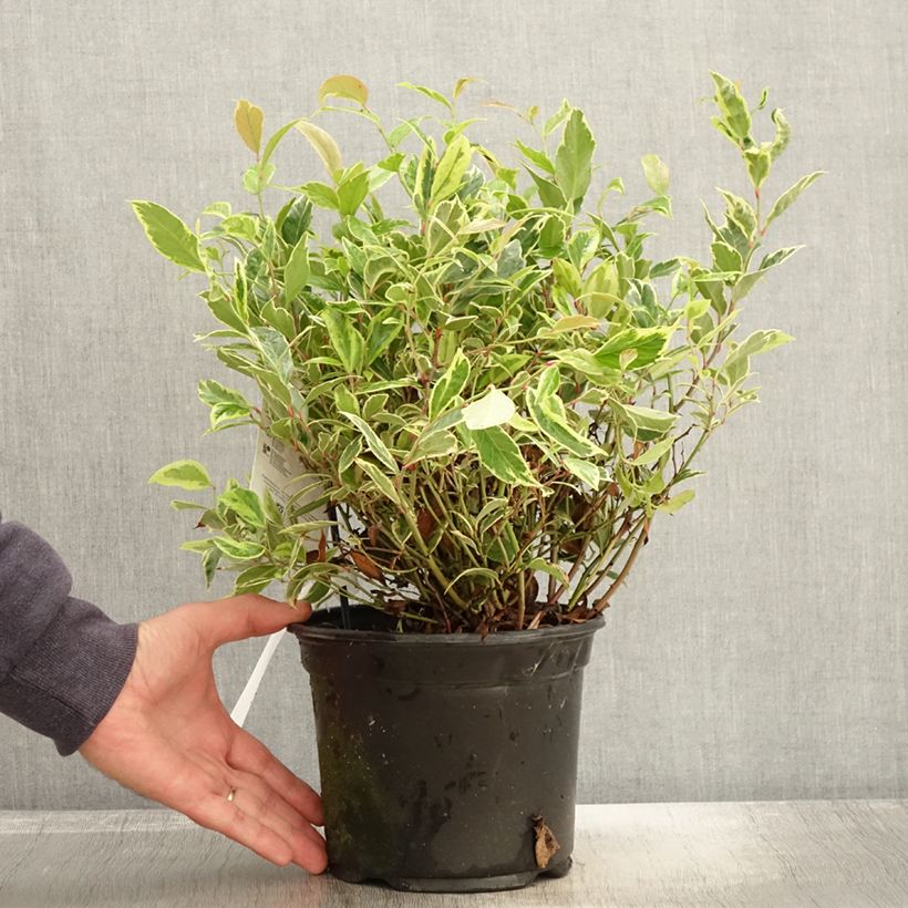 Leucothoe walteri Firestar - Pot de 2L/3L sample as delivered in autumn