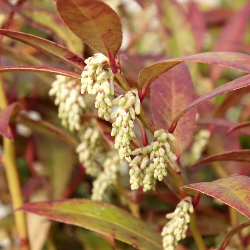 Leucothoe walteri Royal Ruby (Flowering)