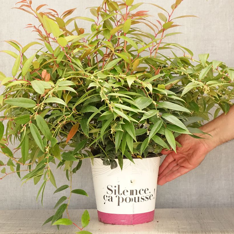 Leucothoe walteri Royal Ruby 2L/3L pot sample as delivered in summer