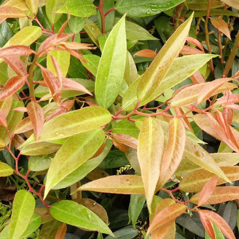 Leucothoe walteri Royal Ruby (Foliage)