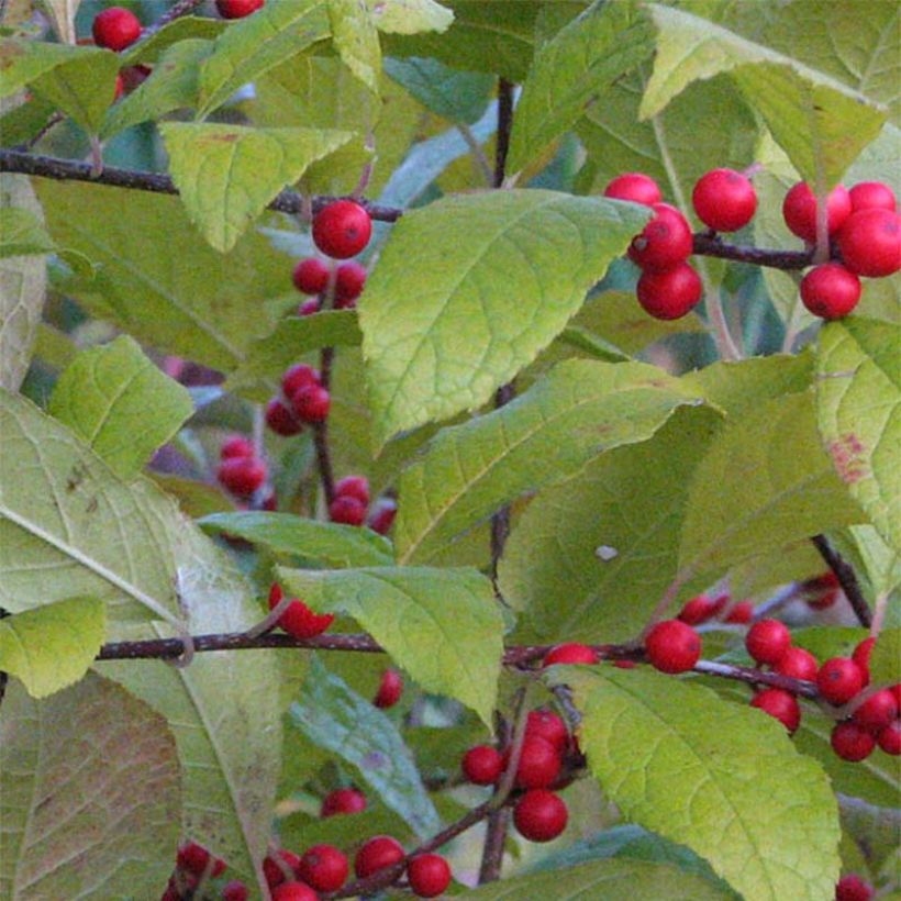 Ilex verticillata  (Foliage)