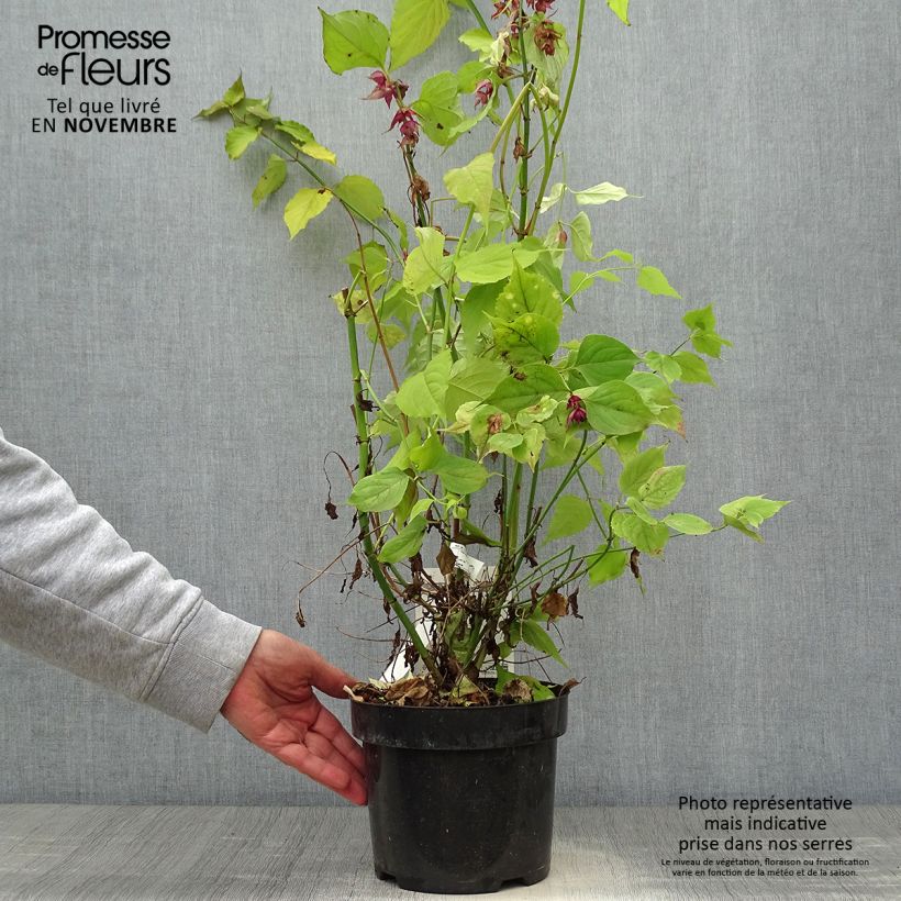 Leycesteria formosa Little Lanterns - Arbre aux faisans - Pot de 3L/4L sample as delivered in autumn