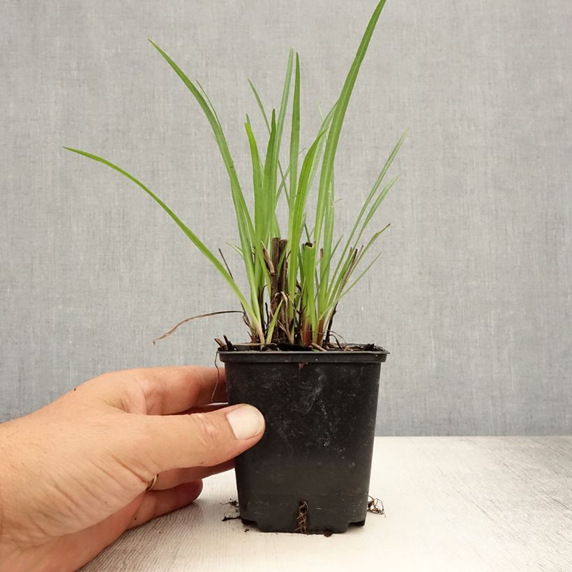 Liatris spicata 8/9 cm pot sample as delivered in summer