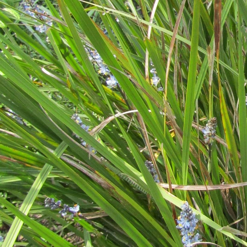 Libertia sessiliflora Caerulescens (Foliage)