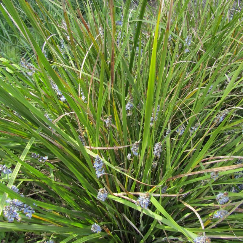 Libertia sessiliflora Caerulescens (Plant habit)