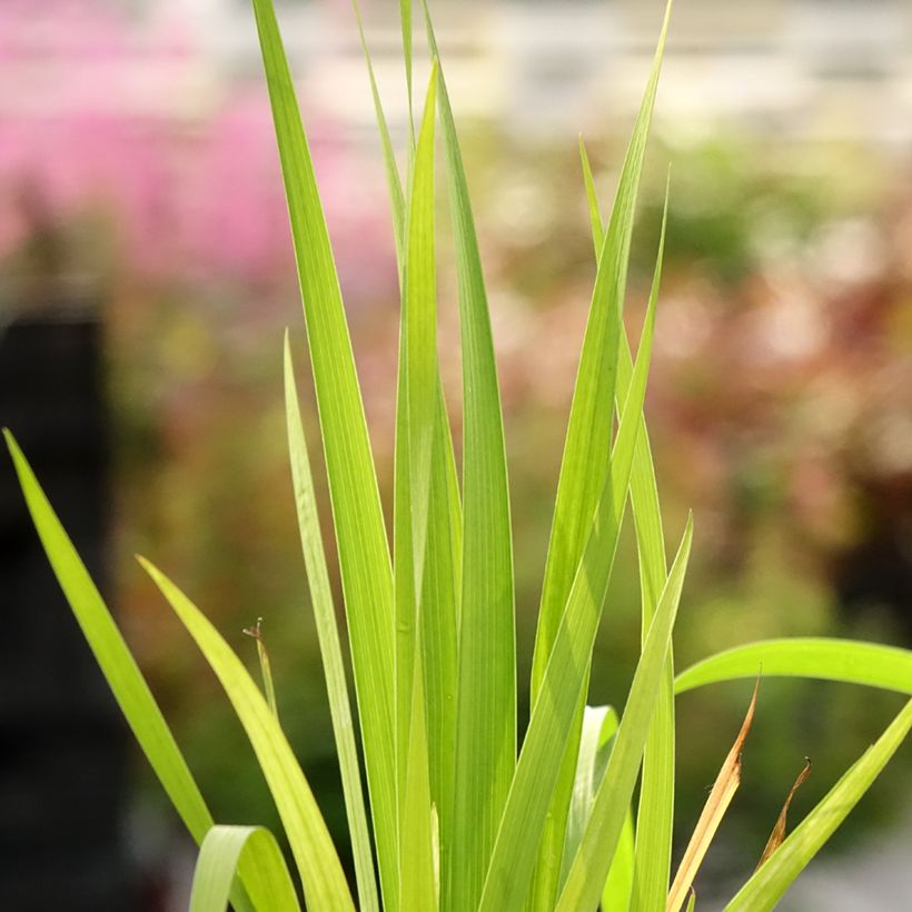 Libertia formosa (Foliage)