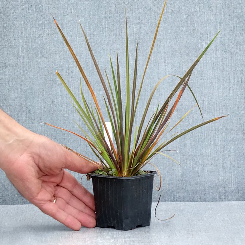 Libertia ixioides Taupo Sunset 8/9 cm pot sample as delivered in summer