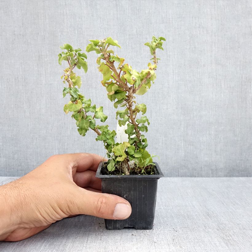 Hedera helix Conglomerata - Common ivy 8/9 cm pot sample as delivered in summer