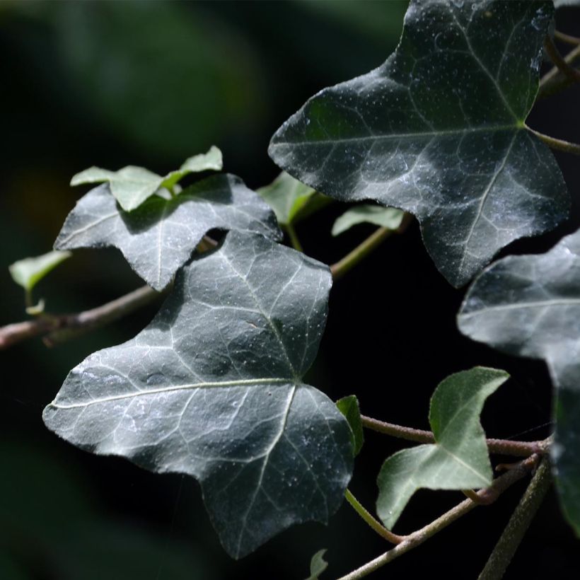 Hedera helix - Common Ivy (Foliage)