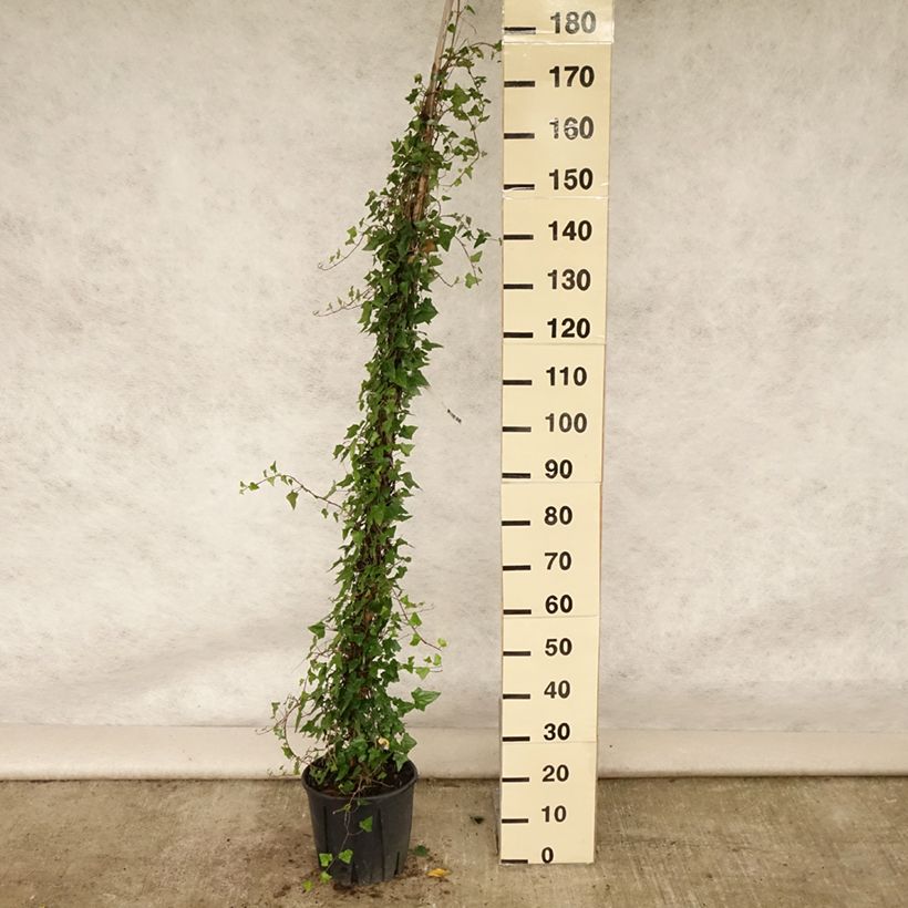 Hedera helix - Common Ivy 7.5L/10L pot sample as delivered in summer