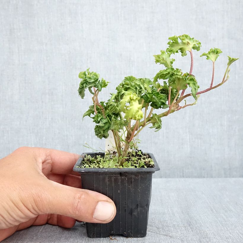 Hedera helix Filigran - Common ivy 8/9 cm pot sample as delivered in spring