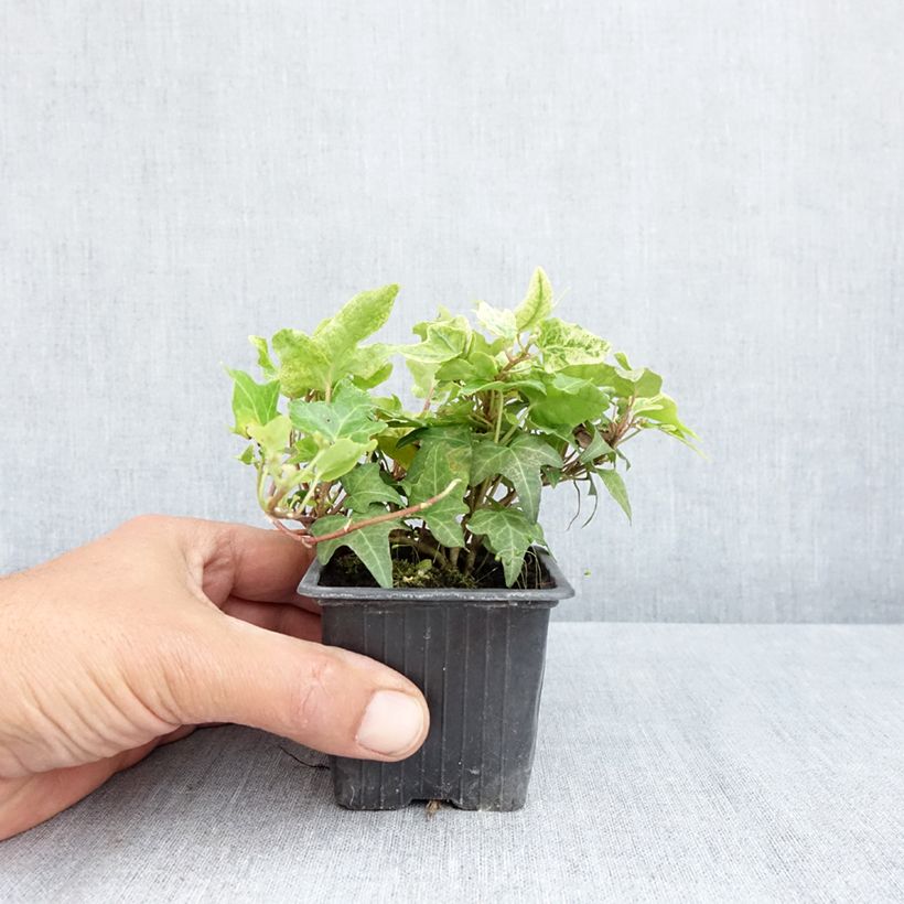 Hedera helix Frosty - Common ivy 8/9 cm pot sample as delivered in spring